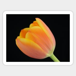 Close-up of a orange-yellowish tulip Sticker